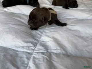 Cane Corso dogs Cane Corso Puppy 4 - Ad 2