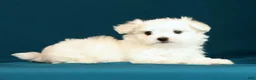 Maltese dogs for sale: Luke - Ad 8