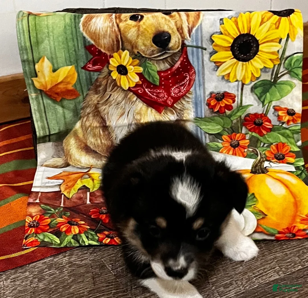 Welsh Corgi Pembroke dogs for sale: Welsh Corgi Pembroke 2 - Ad 2