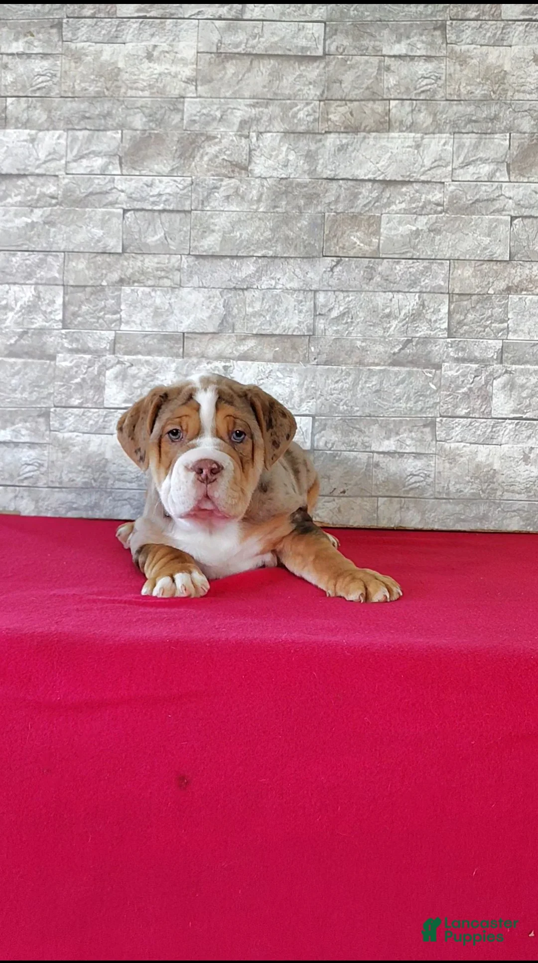 Beabull dogs for sale: Buster - Ad 1
