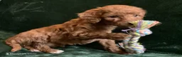 Mini Goldendoodle dogs for sale: Ginger - Ad 9