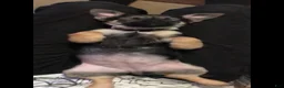 Mixed Breed dogs for sale: Mixed Breed 2 - Ad 4