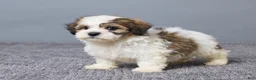 Teddy Bear dogs for sale: Lukas - Ad 5