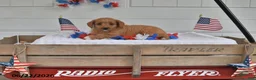 Toy Poodle dogs for sale: Sunny - Ad 4