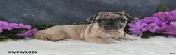 Pug dogs for sale: Gracelyn - Ad 11