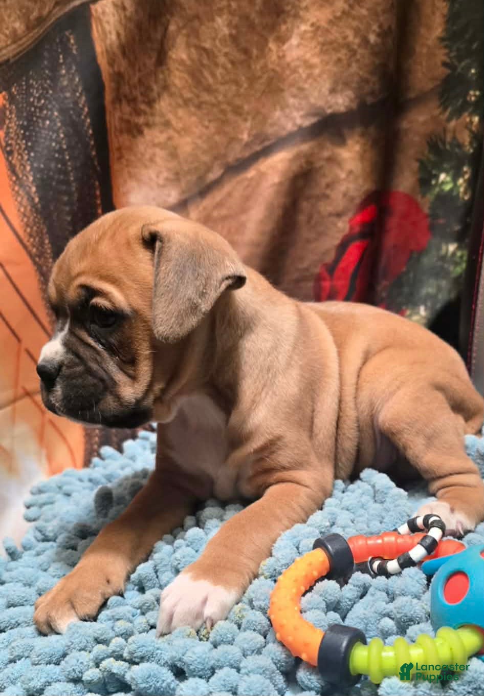 Boxer dogs Laney - Ad 17