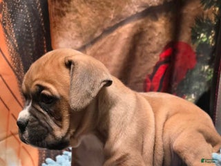 Boxer dogs Laney - Ad 24