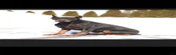 Doberman Pinscher dogs for sale: CANYON - Ad 14