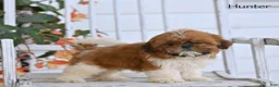 Shih Tzu dogs for sale: Hunter - Ad 1
