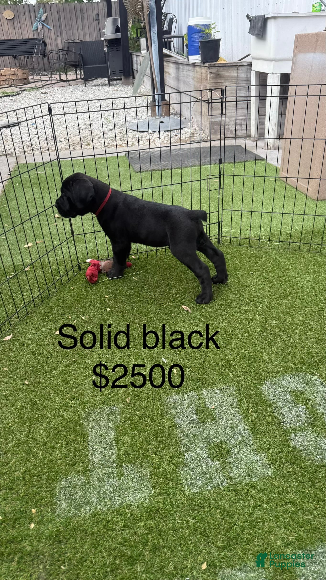 Cane Corso dogs Cane Corso Puppy 1 - Ad 35