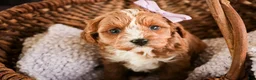 Cavapoo dogs for sale: Harper - Ad 7