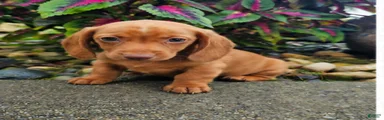 Rex