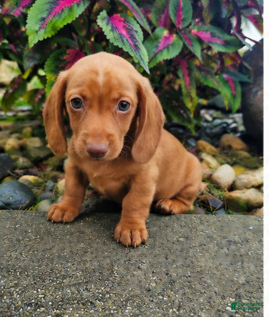 Dachshund dogs for sale: Rex - Ad 1