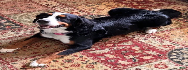 Delilah 