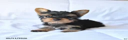Yorkshire Terrier dogs for sale: Rusty - Ad 3