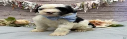 Portuguese Water Dog dogs for sale: Felix - Ad 14