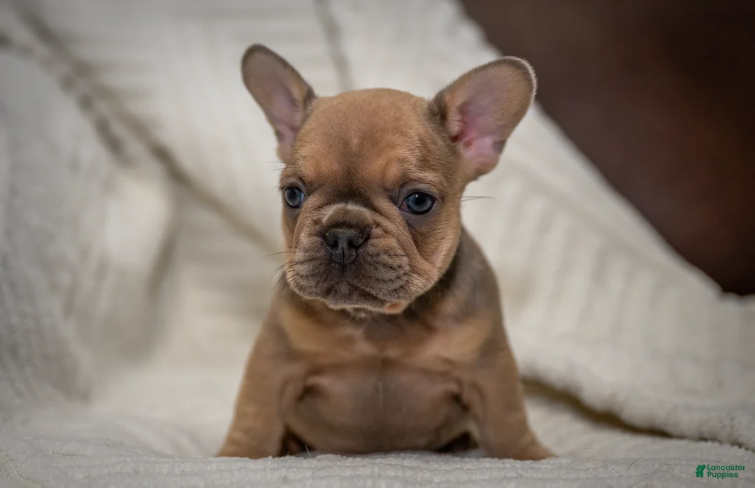 French Bulldog dogs for sale: Daisey - Ad 2