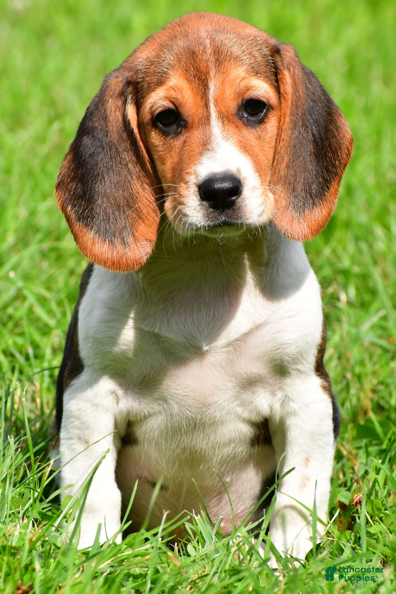 Beagle dogs Cassidy - Ad 1