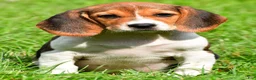 Beagle dogs for sale: Cassidy - Ad 1