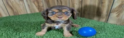 Cavalier King Charles Spaniel dogs for sale: Donuts Boy 2 - Ad 3