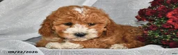 Shihpoo dogs for sale: Mercy  - Ad 2