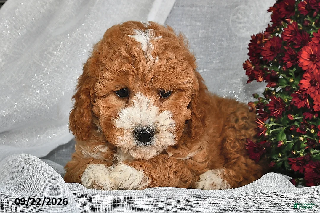 Shihpoo dogs for sale: Mercy  - Ad 2