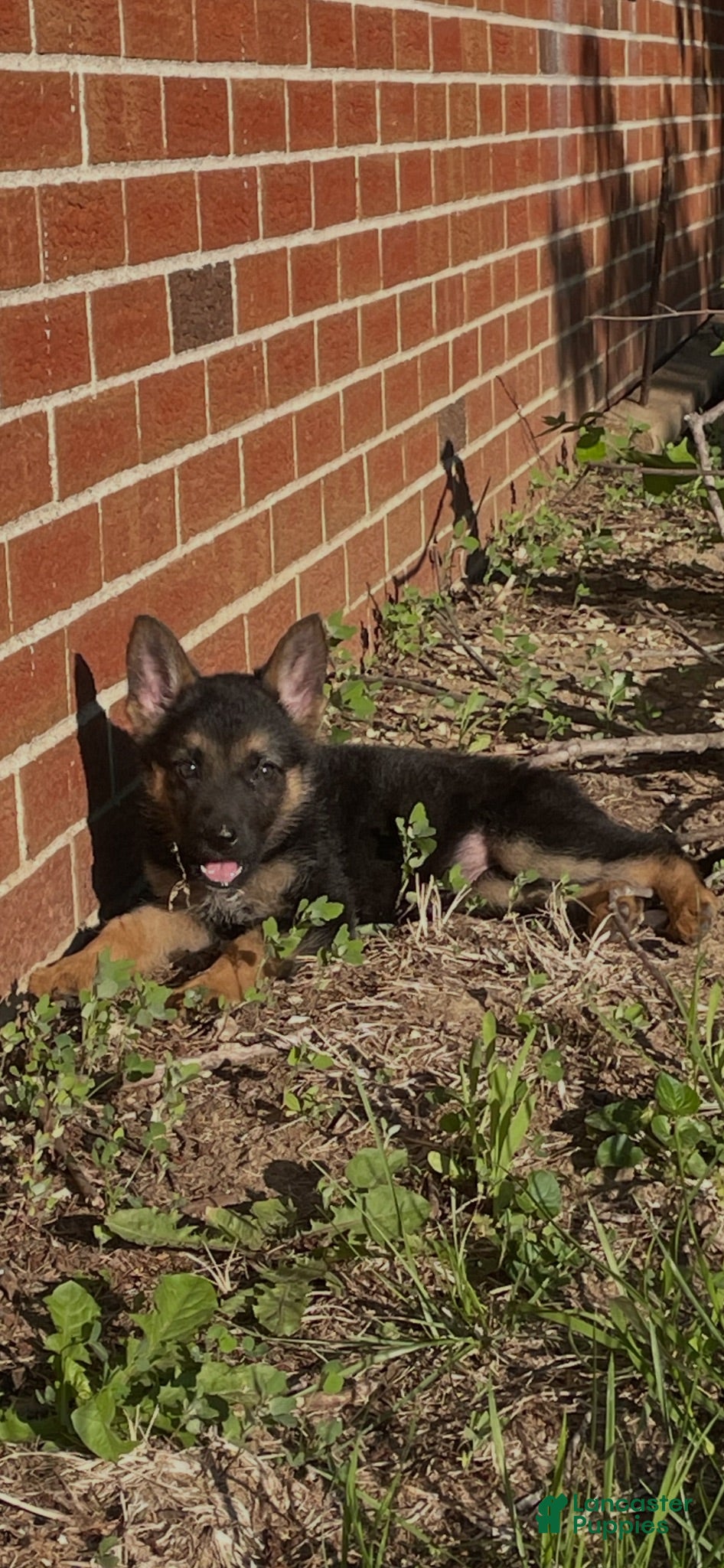 German Shepherd dogs German Shepherd 1 - Ad 21