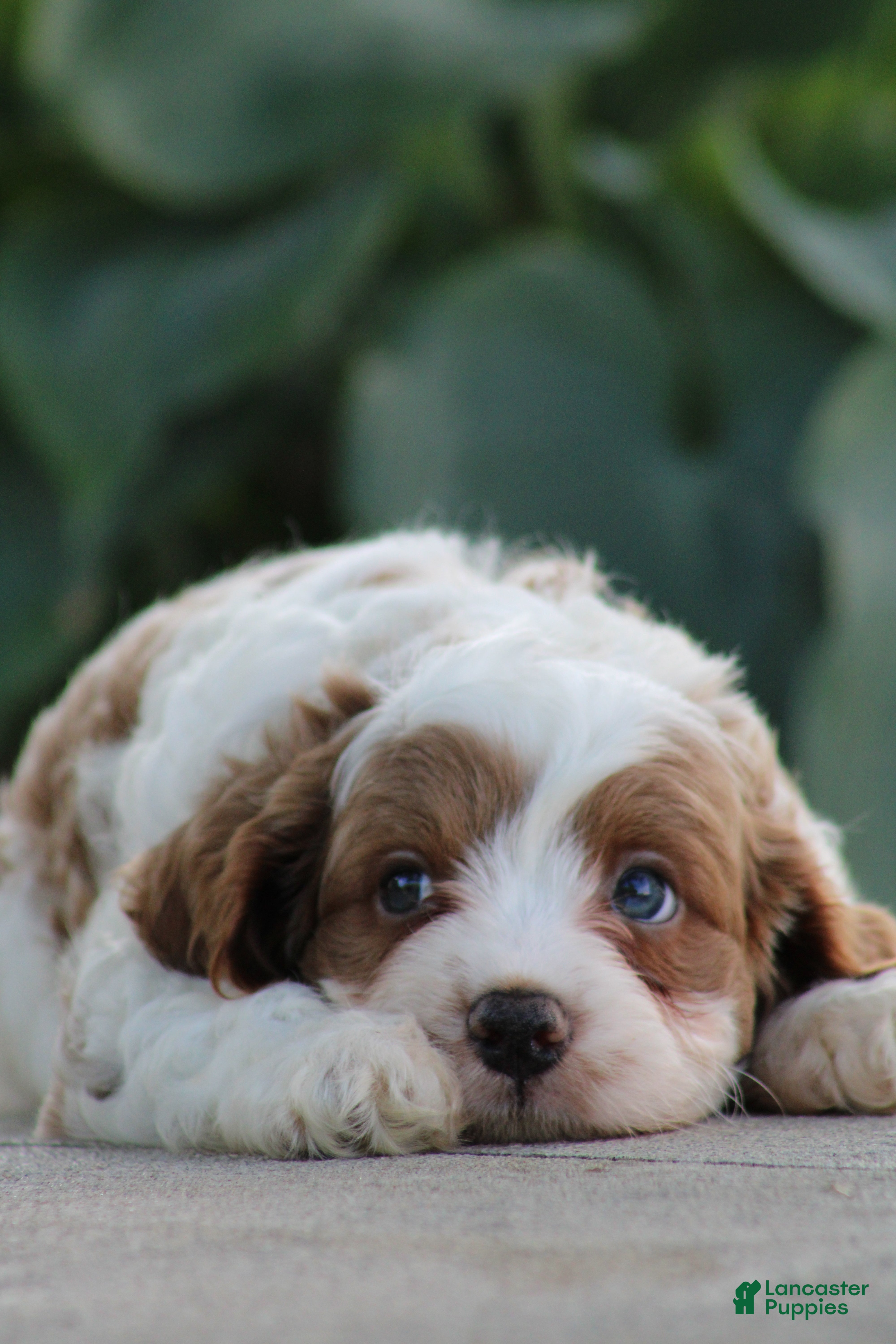 Cavapoo dogs Biscuit - Ad 2