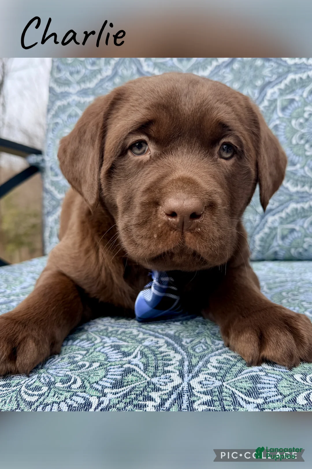 Labrador Retriever dogs for sale: Charlie - Ad 1