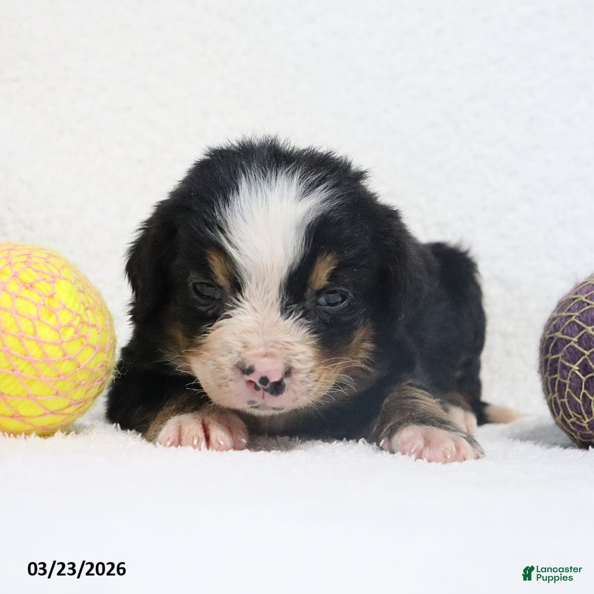Bernese Mountain Dog dogs Maggie - Ad 2