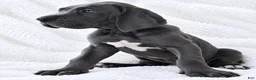 Great Dane dogs for sale: Carver  - Ad 4