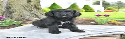Cavapoo dogs for sale: Molly - Ad 3