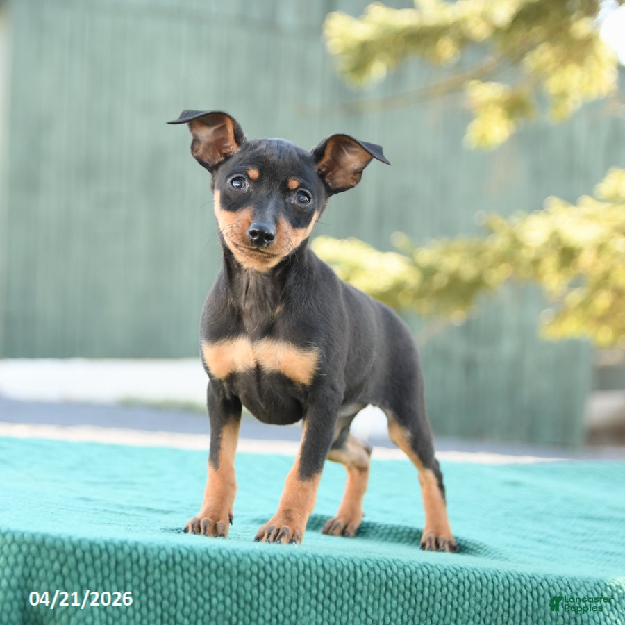 Miniature Pinscher dogs Tilly - Ad 2