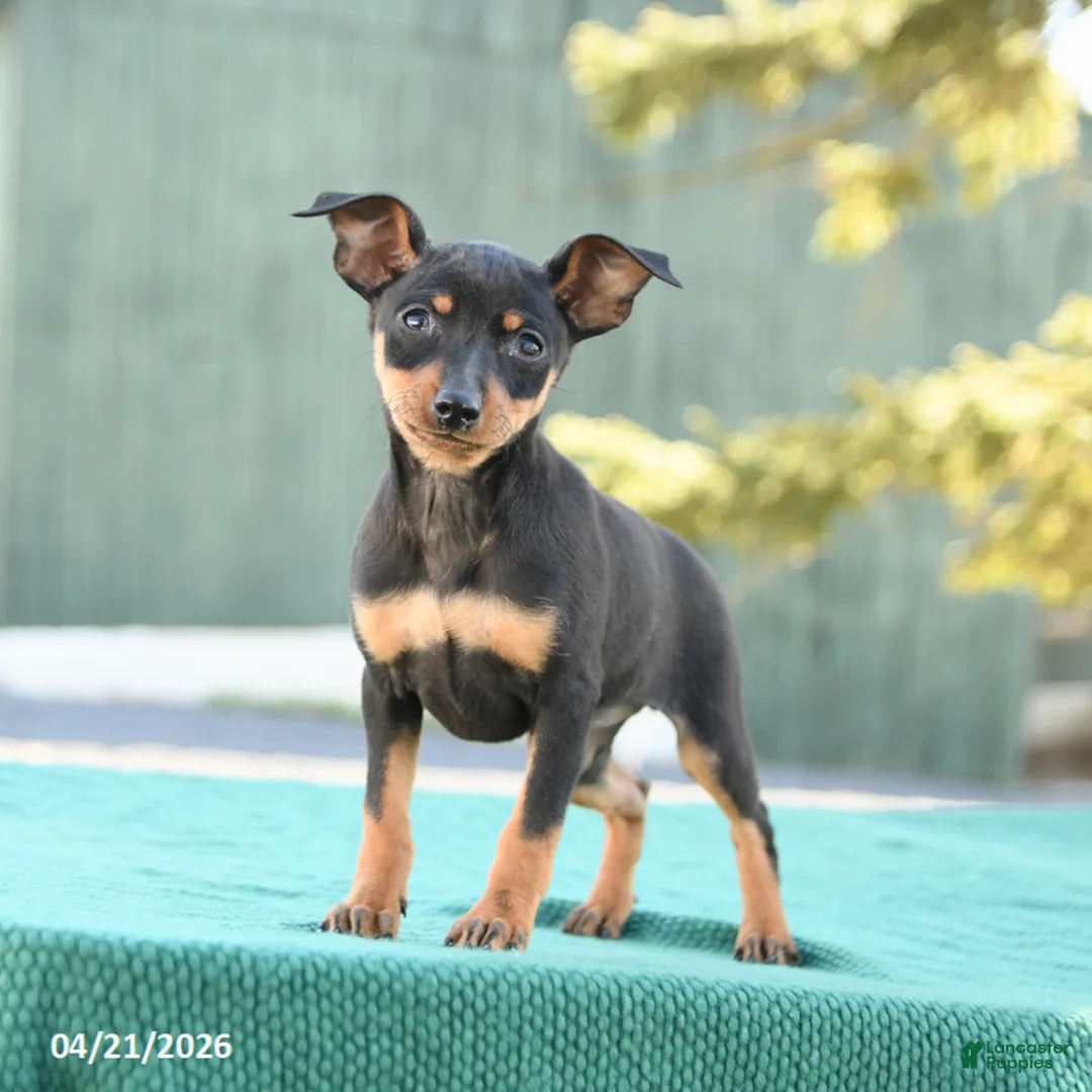 Miniature Pinscher dogs for sale: Tilly - Ad 2