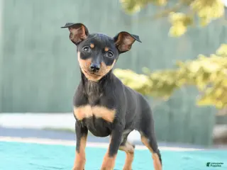 Miniature Pinscher dogs Tilly - Ad 2