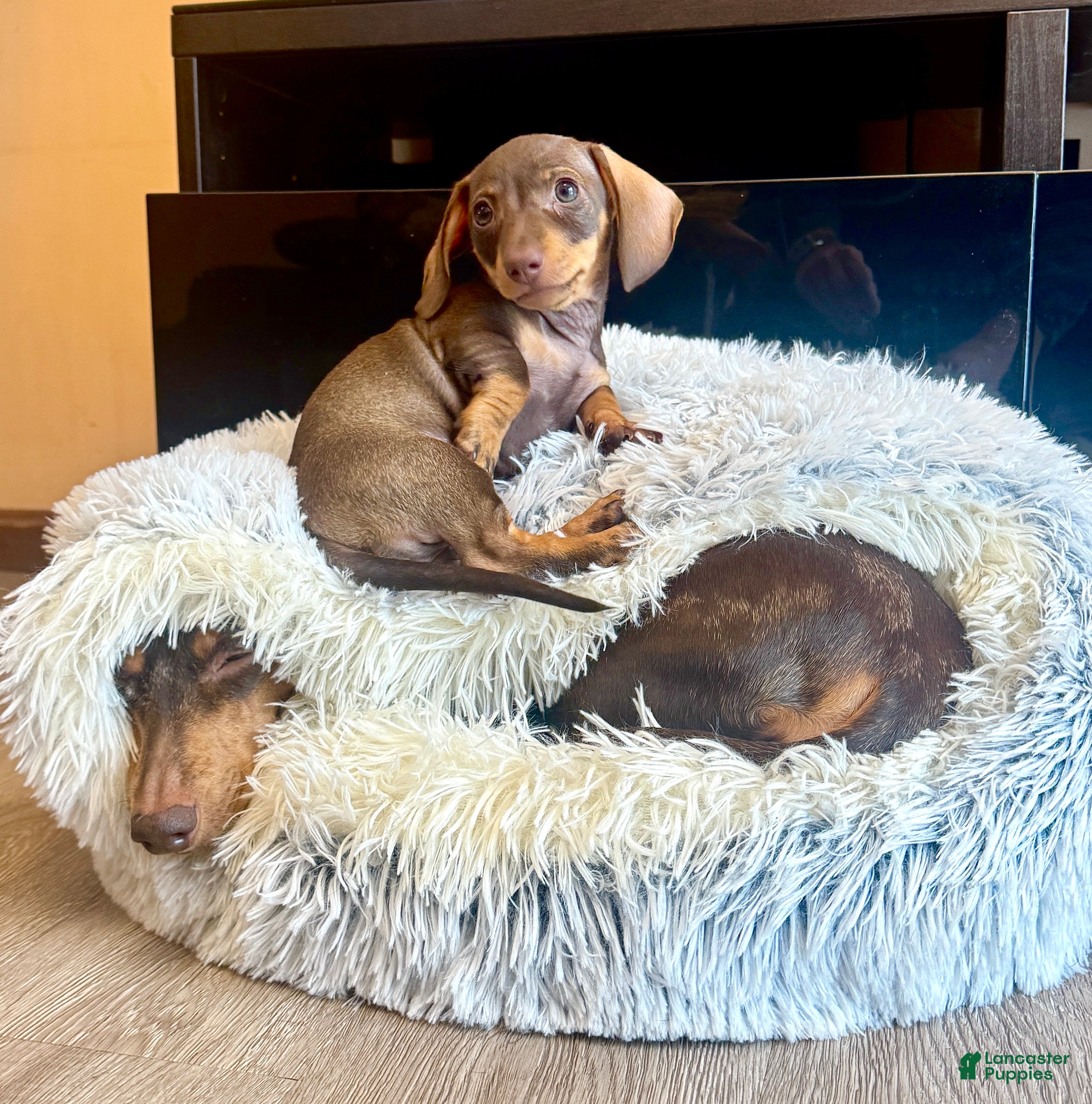 Miniature Dachshund dogs Maple female Miniature Dachshund Puppy - Ad 13