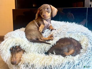 Miniature Dachshund dogs Maple female Miniature Dachshund Puppy - Ad 5