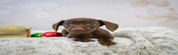 Miniature Dachshund dogs for sale: Rudolph  - Ad 5