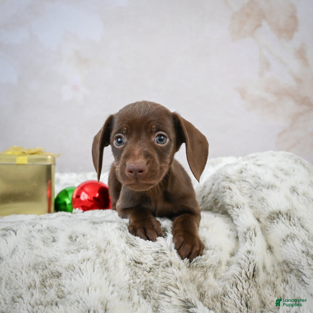 Miniature Dachshund dogs for sale: Rudolph  - Ad 5