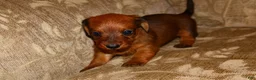 Miniature Dachshund dogs for sale: Cinnamon - Ad 7