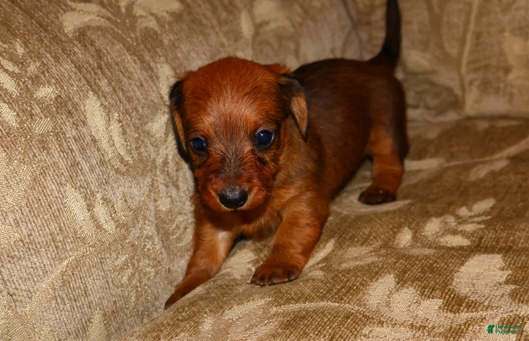 Miniature Dachshund dogs for sale: Cinnamon - Ad 7