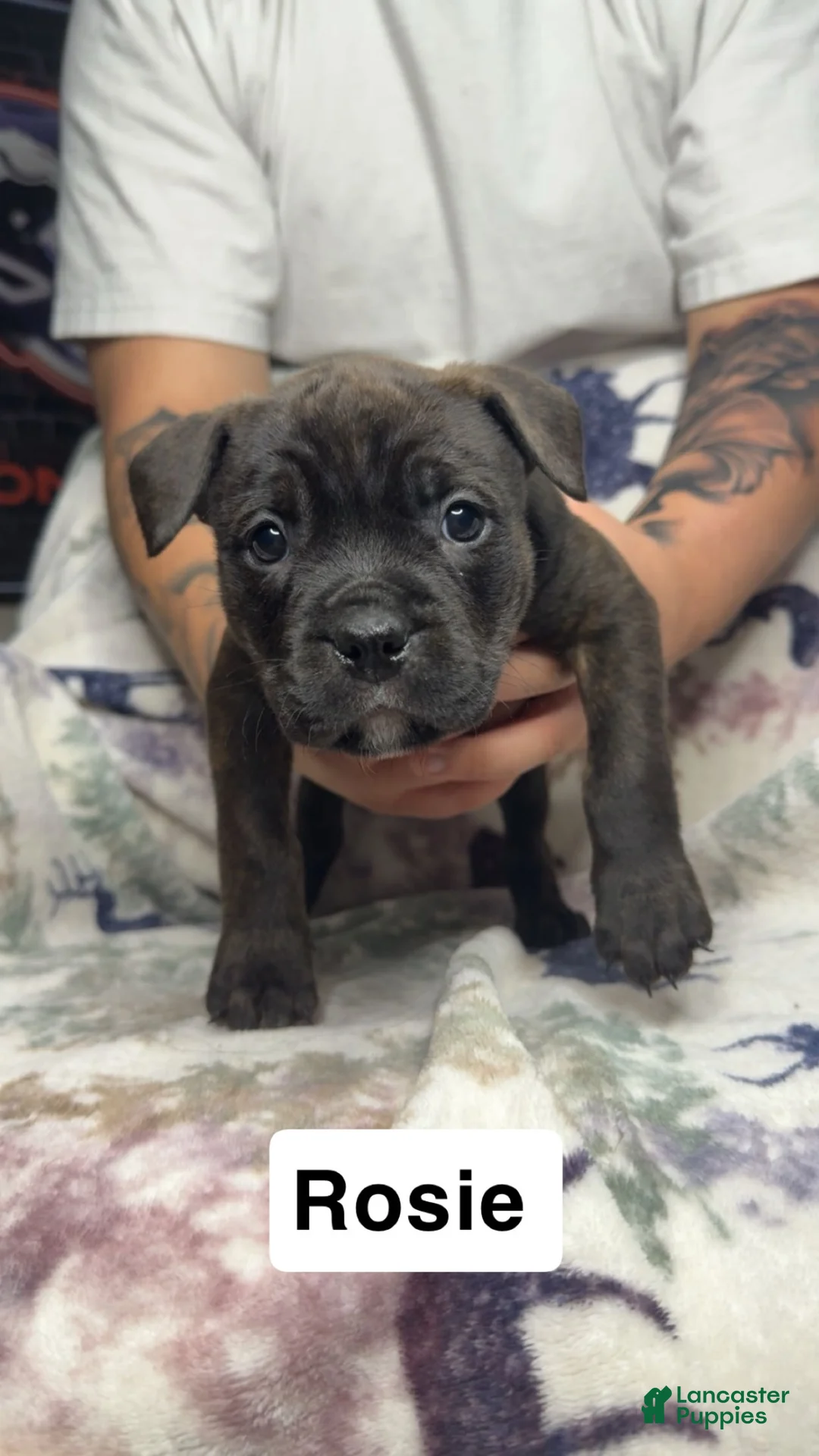 Mixed Breed dogs for sale: Rosie  - Ad 1