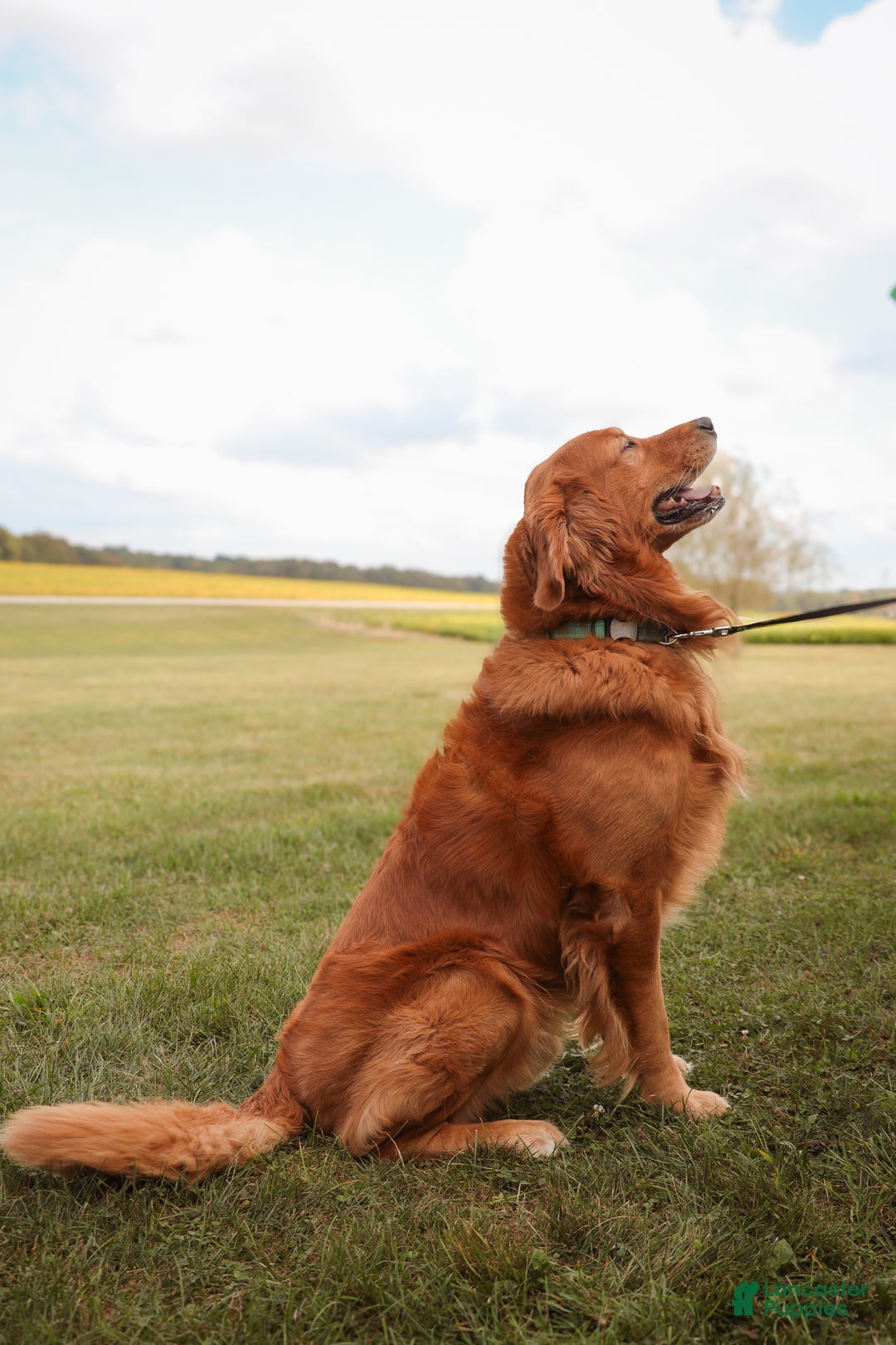 Golden Retriever dogs for sale: Golden Retriever litter of 8 puppies - Ad 8