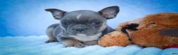 Frenchton dogs for sale: Poppy  - Ad 16