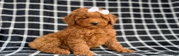 Cockapoo dogs for sale: Brielle - Ad 1