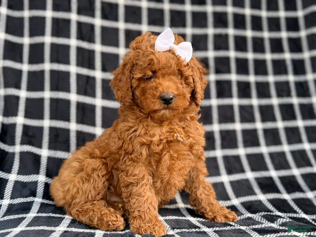 Cockapoo dogs for sale: Brielle - Ad 1