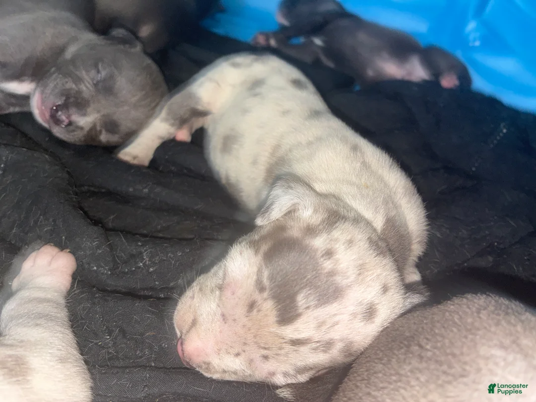 American Bully dogs for sale: American Bully Puppy 12 - Ad 1