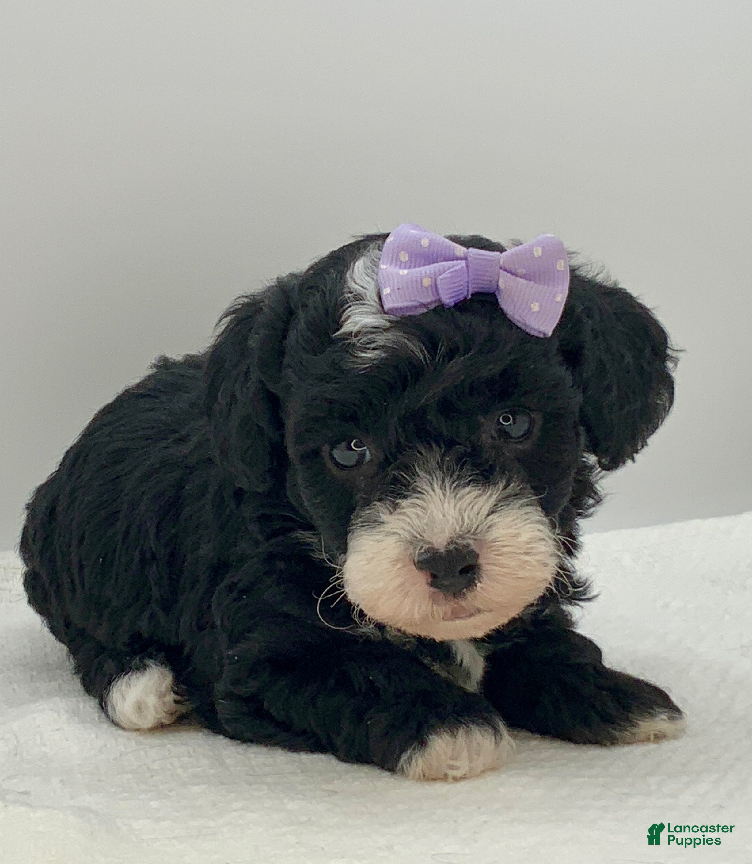 Toy Poodle dogs Kisses - Ad 2
