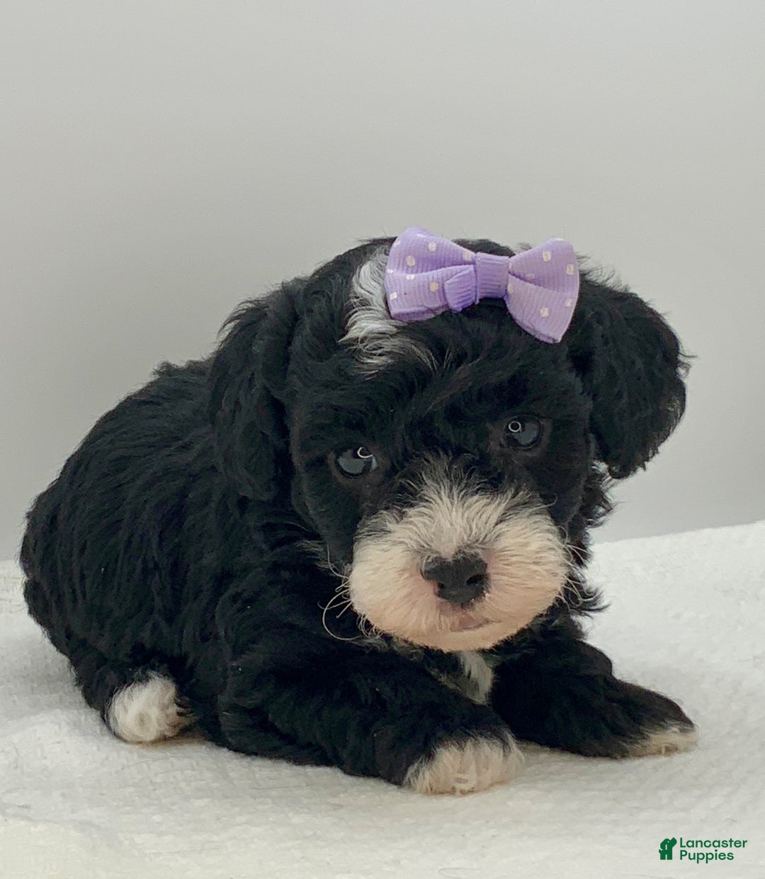 Toy Poodle dogs for sale: Kisses - Ad 2