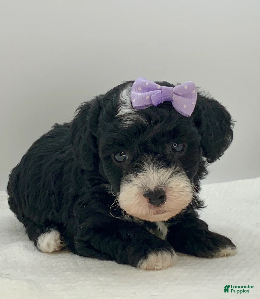 Toy Poodle dogs for sale: Kisses - Ad 2